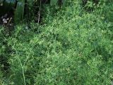 Cyclospermum leptophyllum. Заросль цветущих и плодоносящих растений. Краснодарский край, г. Адлер, ул. Просвещения, городской парк, неухоженная клумба. 03.07.2024.
