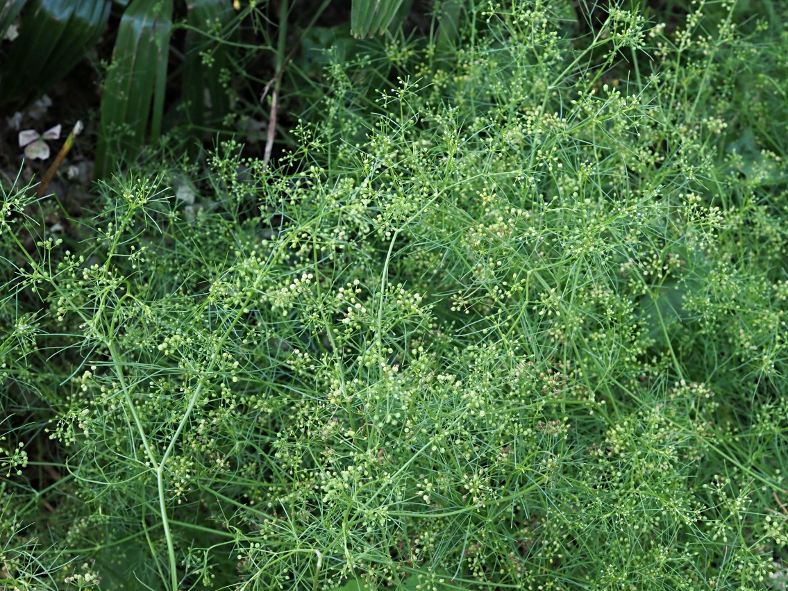 Image of Cyclospermum leptophyllum specimen.