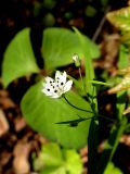 Pseudostellaria sylvatica. Верхушка цветущего растения. Хабаровский край, окр. г. Комсомольск-на-Амуре, лиственный лес. 19.05.2026.