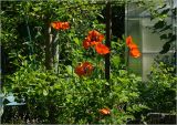 Papaver setiferum. Цветущие растения. Московская обл., Раменский р-н, окр. дер. Хрипань, садовый участок. 11.06.2026.