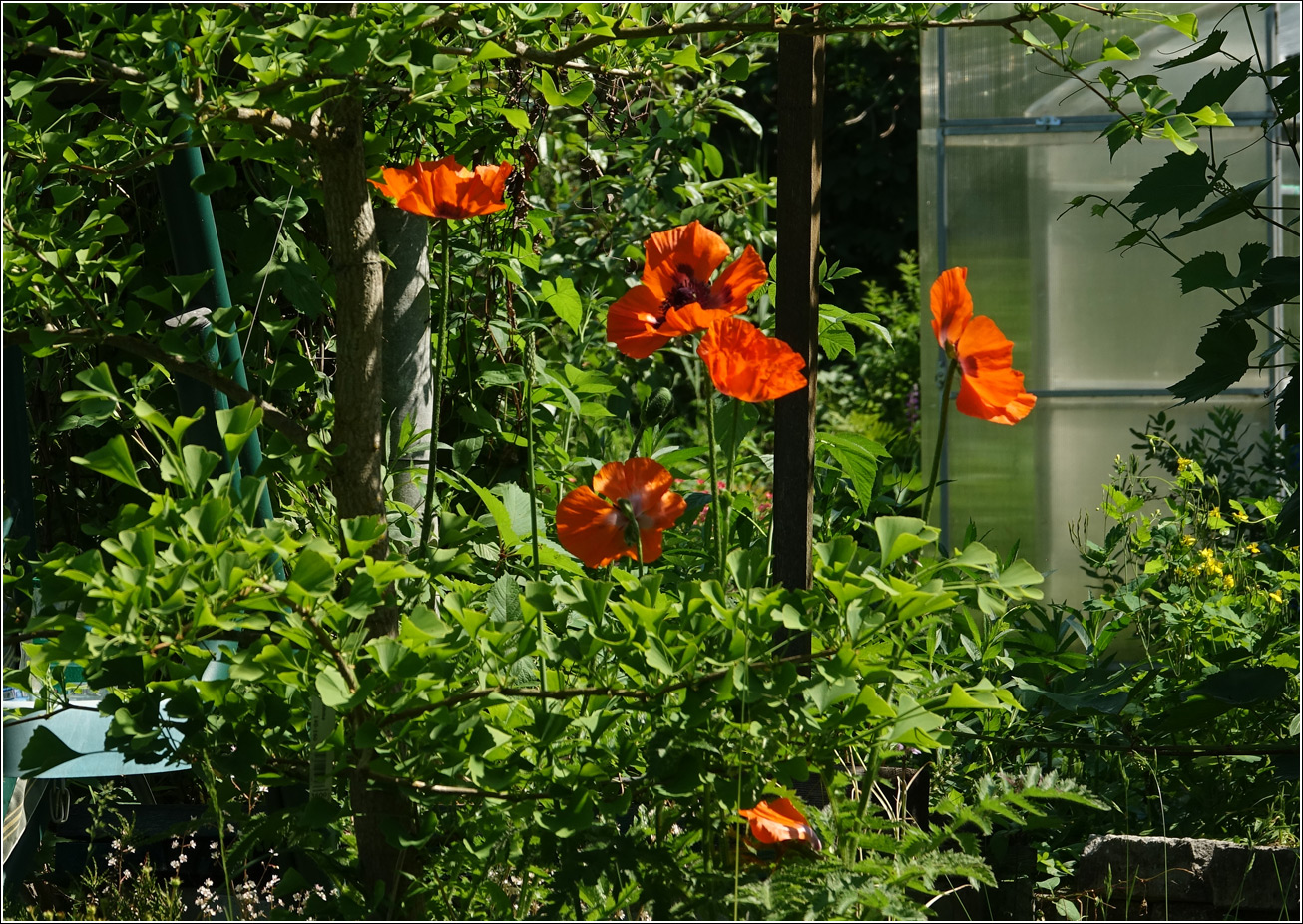 Image of Papaver setiferum specimen.