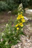 род Verbascum