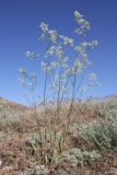 Silene wolgensis