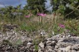 Dianthus humilis. Цветущее растение. Крым, Севастополь, Инкерман, гора Монастырская. 05.08.2026.