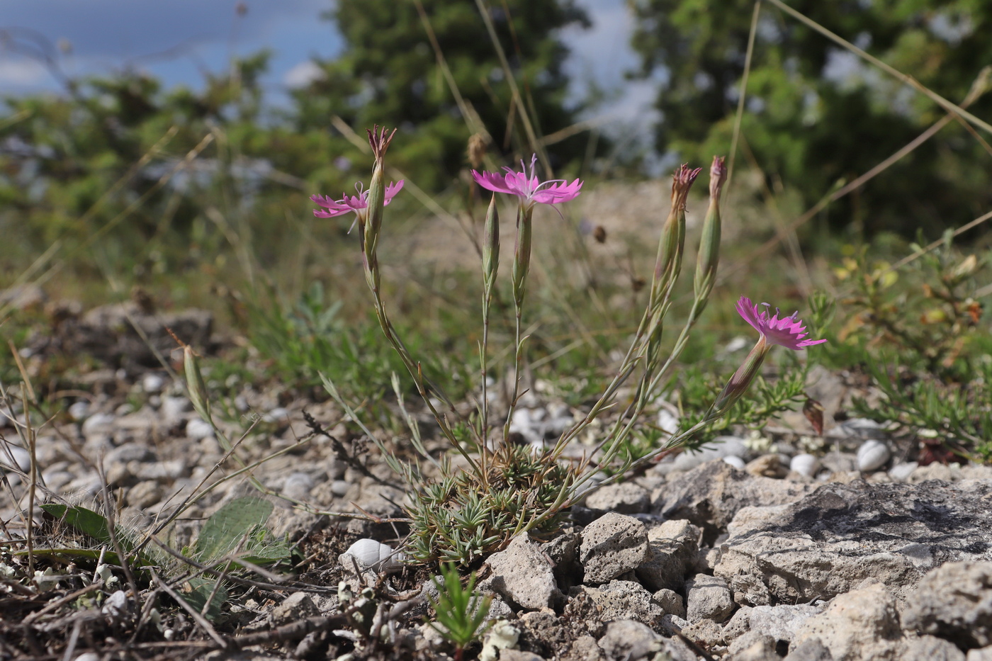 Image of Dianthus humilis specimen.