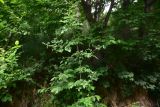 Clematis vitalba