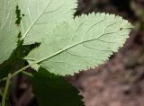 View full-size image Teucrium maximowiczii