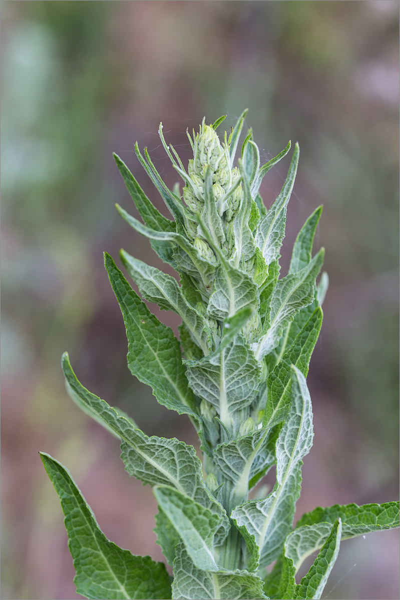 Image of Verbascum lychnitis specimen.