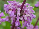 Phlomoides lehmanniana