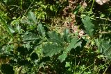 genus Quercus. Часть веточки. Турция, ил Артвин, окр. храма Отхта, на искусственной террасе. 13 июня 2026 г.