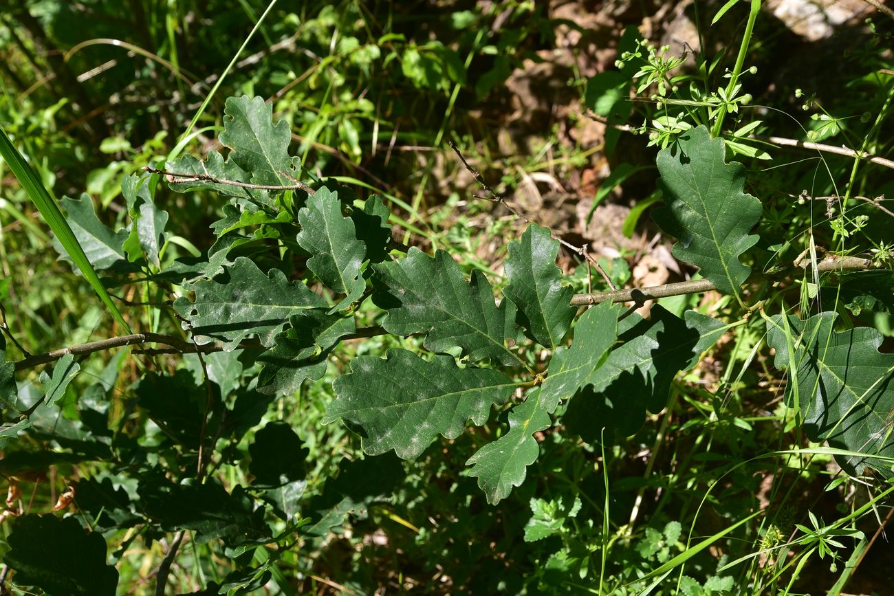 Изображение особи род Quercus.