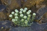 unknown species. Цветущие растения. Турция, ил Артвин, 500 м ниже храма Отхта по долине реки, подножие скалы. 13 июня 2026 г.