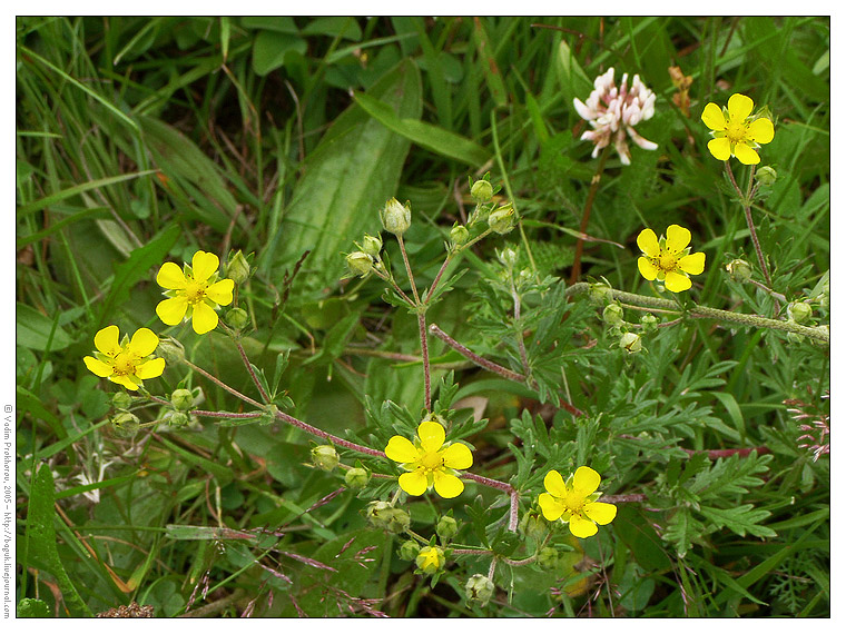 Изображение особи Potentilla argentea.