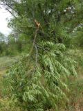Amygdalus communis. Обрубленная ветвь. Республика Молдова, муниципалитет Кишинёв, г. Кодру, заброшенный миндальный сад. 14 июля 2026 г.