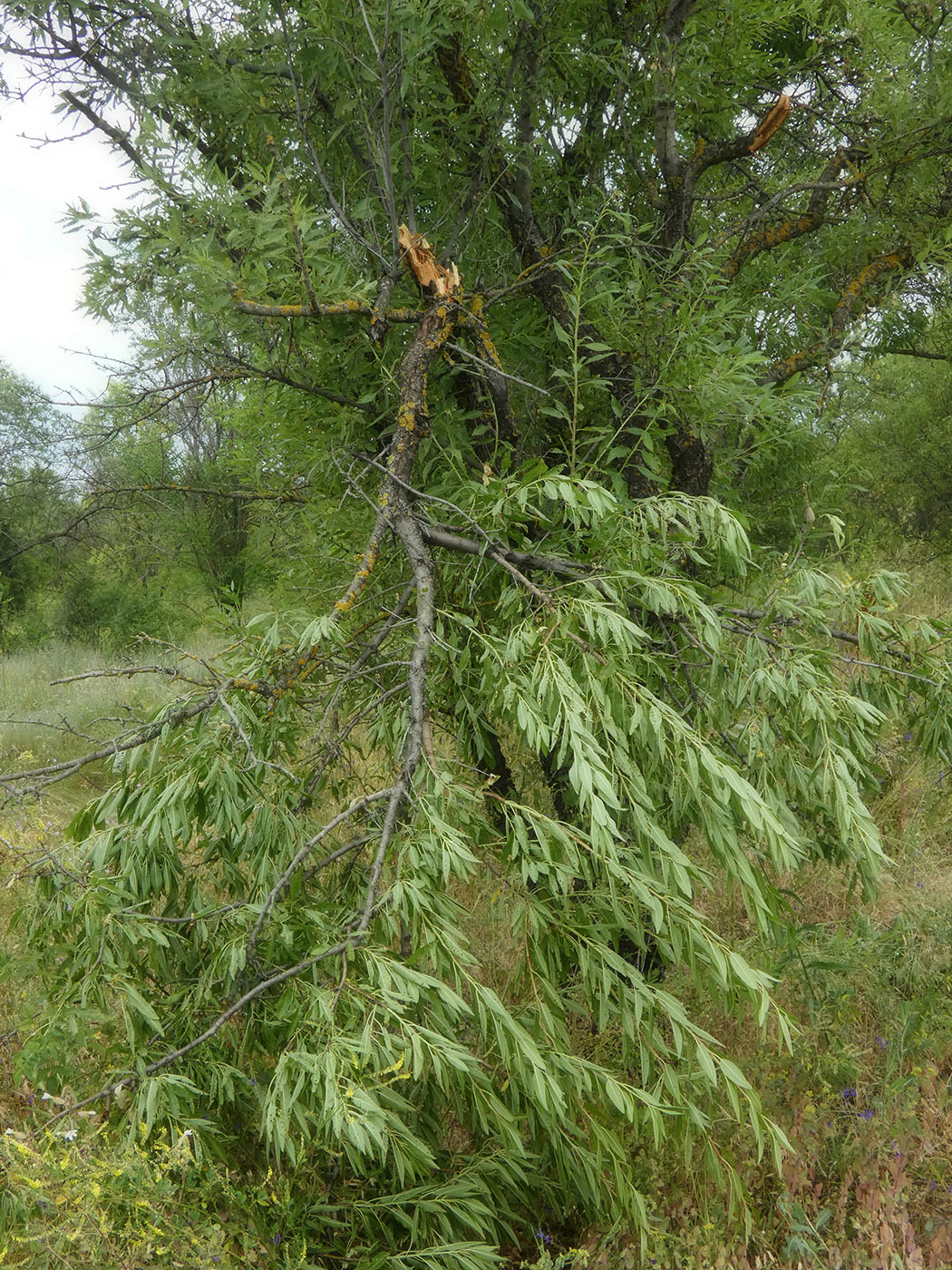 Image of Amygdalus communis specimen.