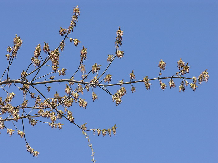 Image of Acer negundo specimen.