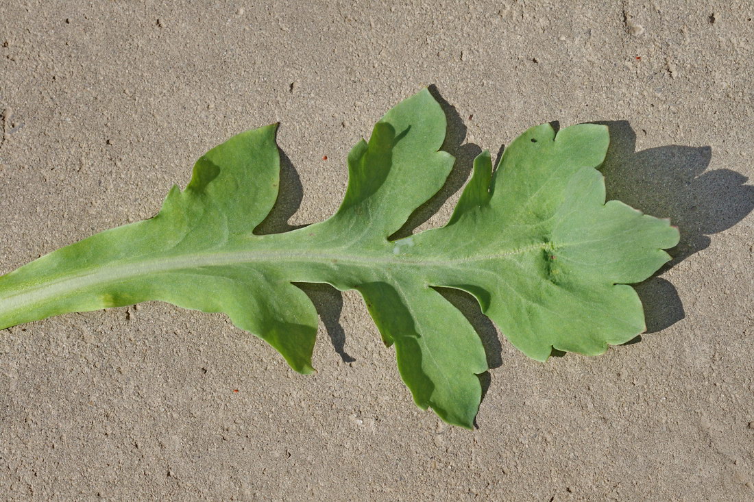 Изображение особи Papaver laevigatum.