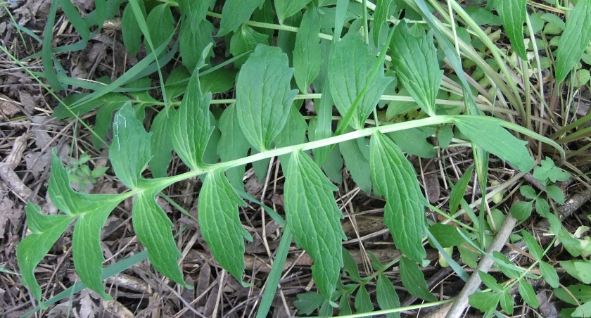Изображение особи Valeriana officinalis.