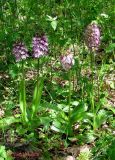 Orchis &times; angusticruris