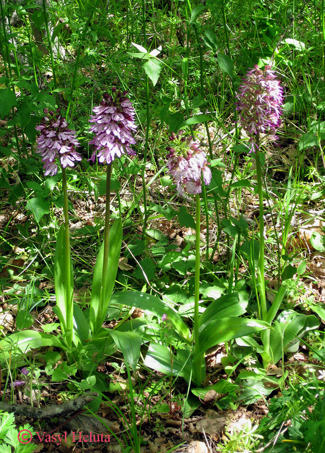 Image of Orchis &times; angusticruris specimen.