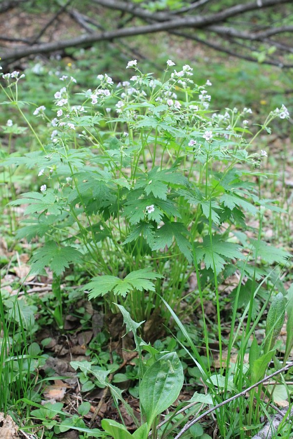 Изображение особи Geranium krylovii.