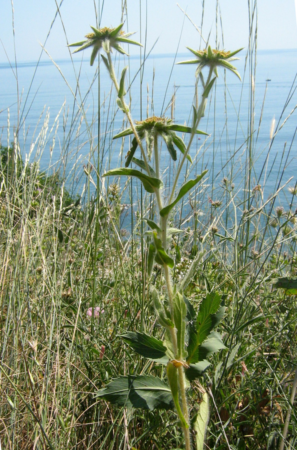 Image of Pallenis spinosa specimen.