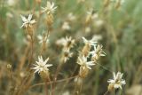Klasea erucifolia