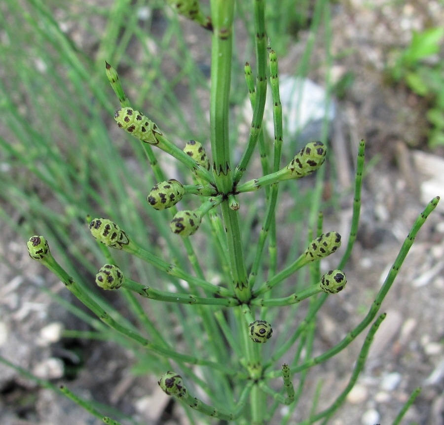 Image of Equisetum palustre specimen.