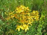 Hypericum perforatum