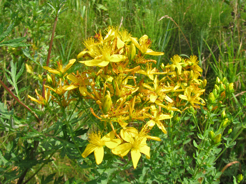 Изображение особи Hypericum perforatum.