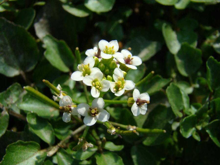 Image of Nasturtium officinale specimen.