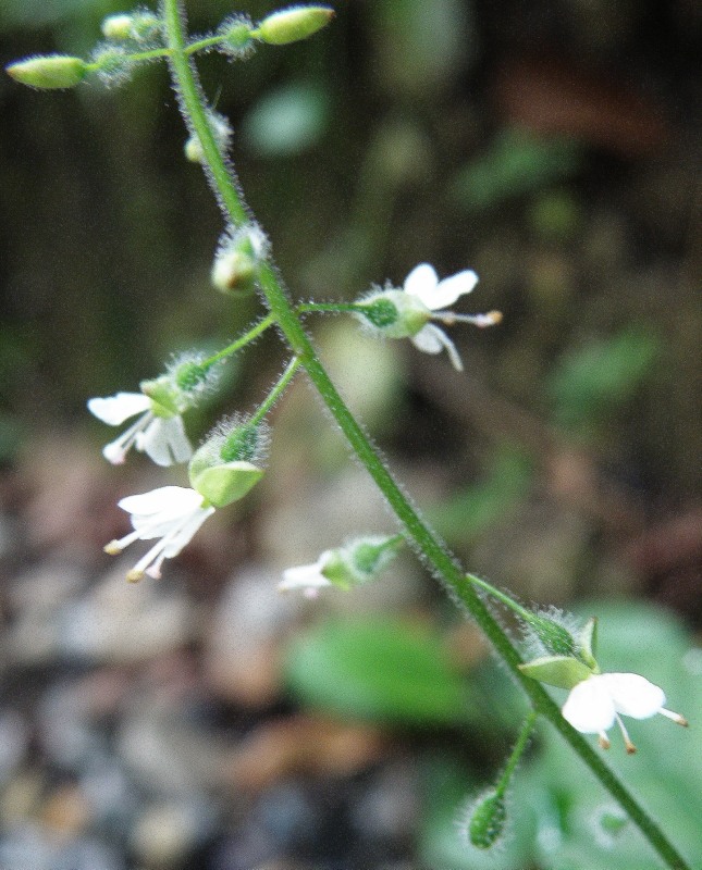 Изображение особи Circaea lutetiana.