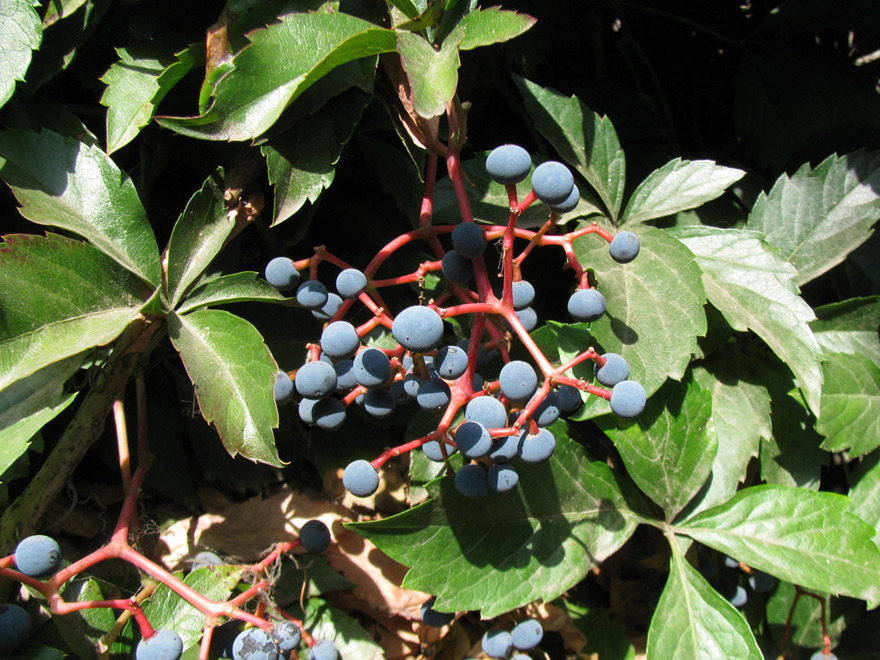 Image of Parthenocissus inserta specimen.