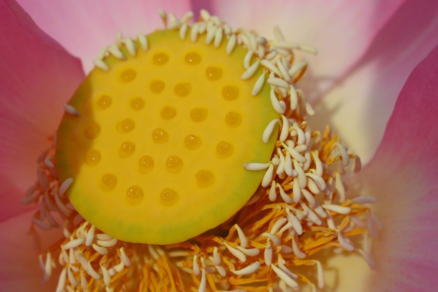 Image of Nelumbo caspica specimen.