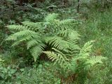 Athyrium filix-femina