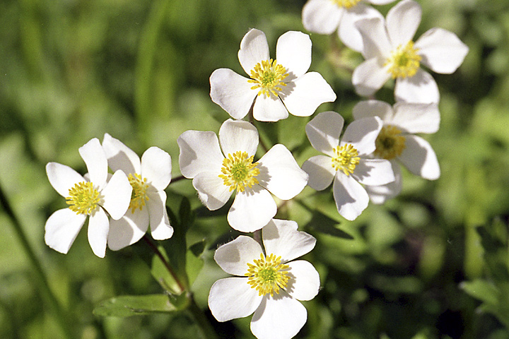 Изображение особи Anemonastrum protractum.