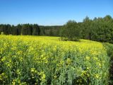 Brassica napus. Цветущие растения (сельскохозяйственные посевы). Коми, г. Сыктывкар, окраина. 07.09.2011.