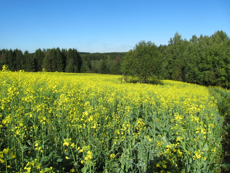 Изображение особи Brassica napus.