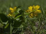 Caltha palustris