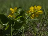 Caltha palustris. Верхушка цветущего растения. Башкортостан, Ишимбайский р-н, окр. села Ишеево. 13.05.2011.