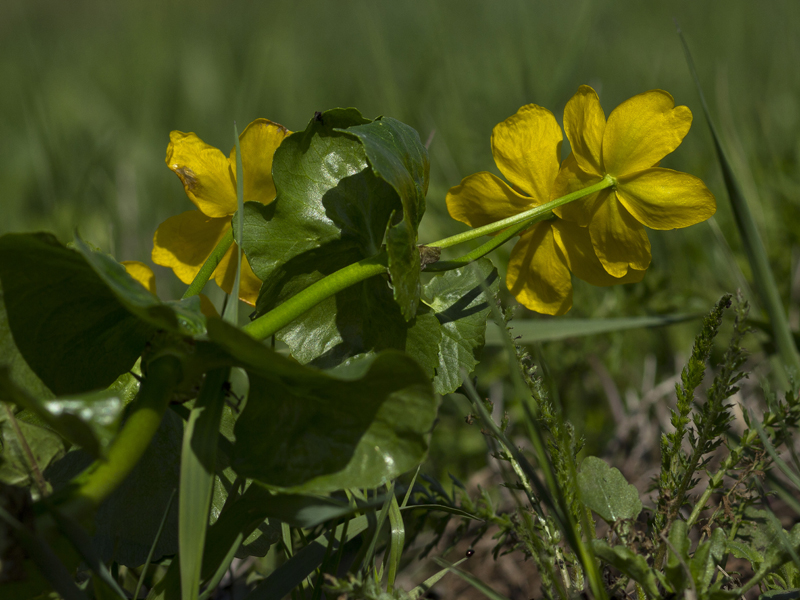 Изображение особи Caltha palustris.