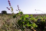 Salvia verticillata. Цветущее растение на лугу. Ростовская обл., Мясниковский р-н, окр. с. Карпо-Николаевка, долина р. Тузлов. 18.09.2011.