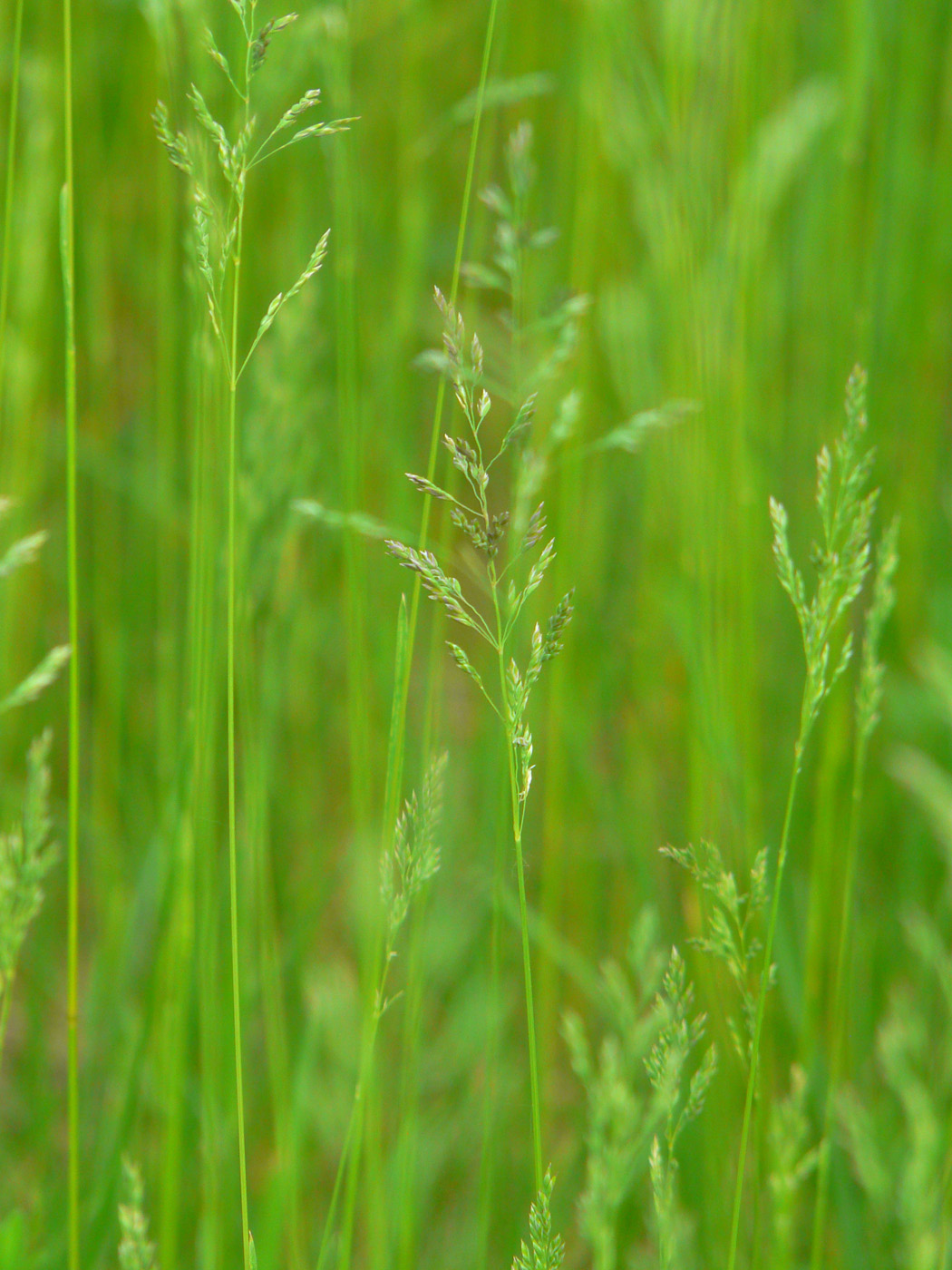 Изображение особи Poa angustifolia.