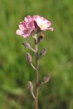 Myosotis lithospermifolia