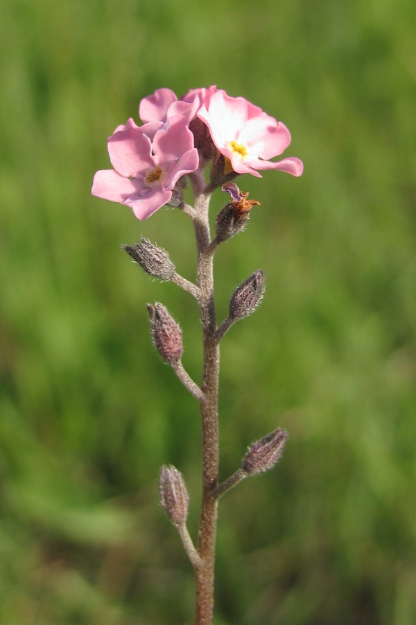 Изображение особи Myosotis lithospermifolia.