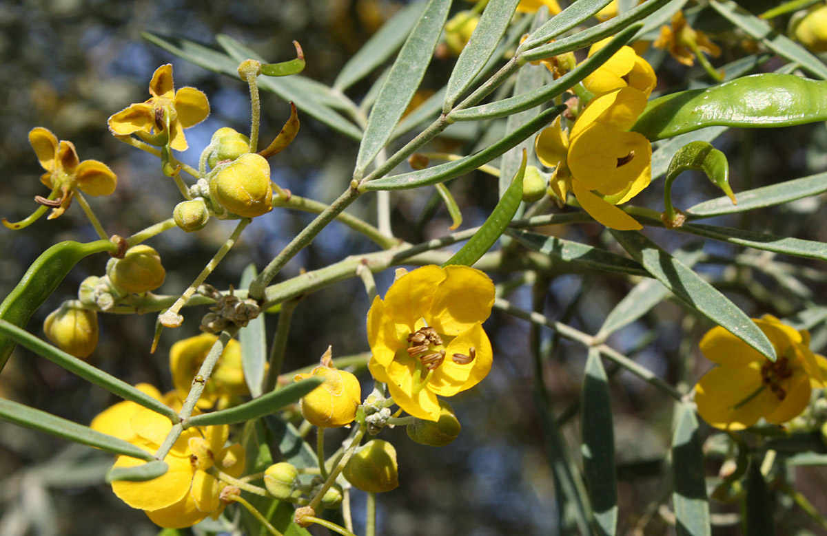 Изображение особи Senna artemisioides.