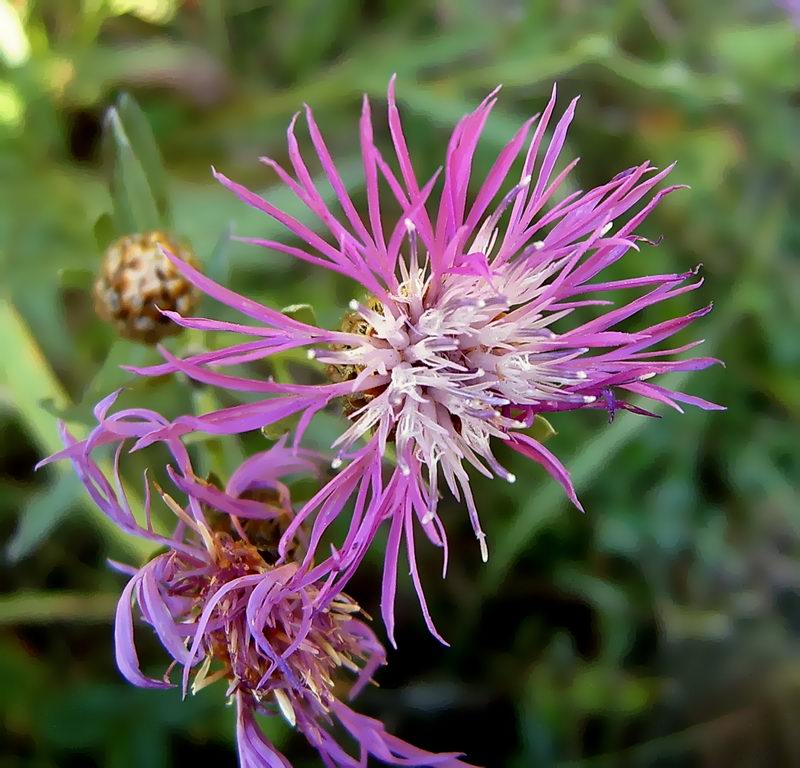 Изображение особи Centaurea jacea.