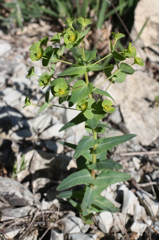 Изображение особи Euphorbia condylocarpa.