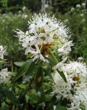 Ledum hypoleucum. Верхушка побега с соцветием. Хабаровский кр., р. Гур в р-не впадения р. Нижняя Быгда, в лиственничном лесу. 12.06.2008.