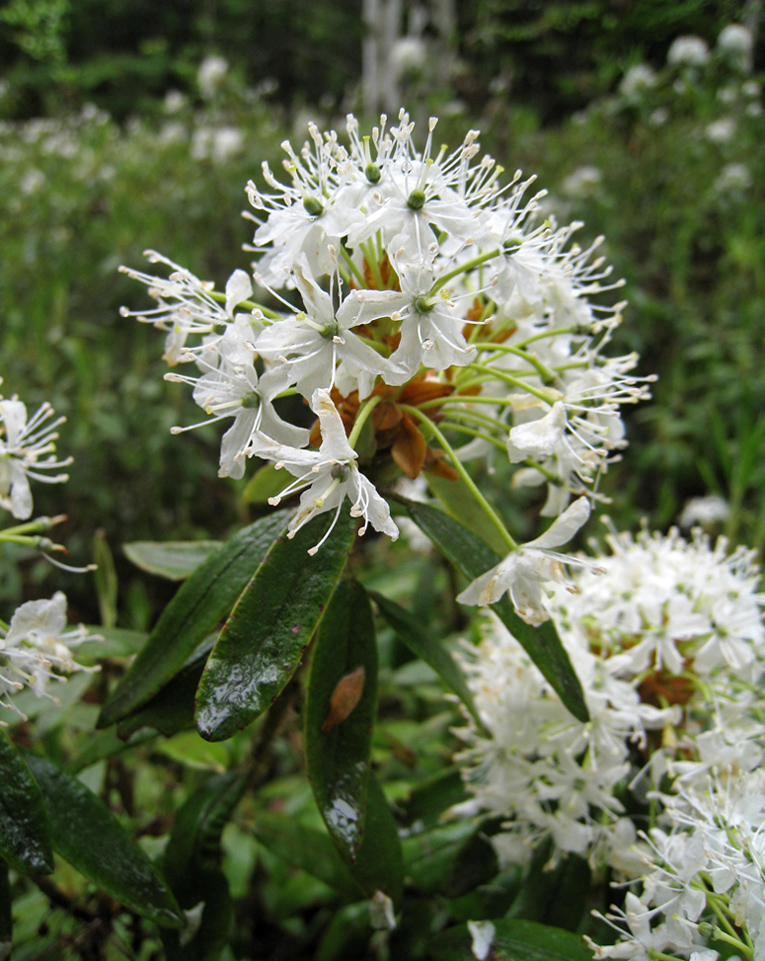 Image of Ledum hypoleucum specimen.